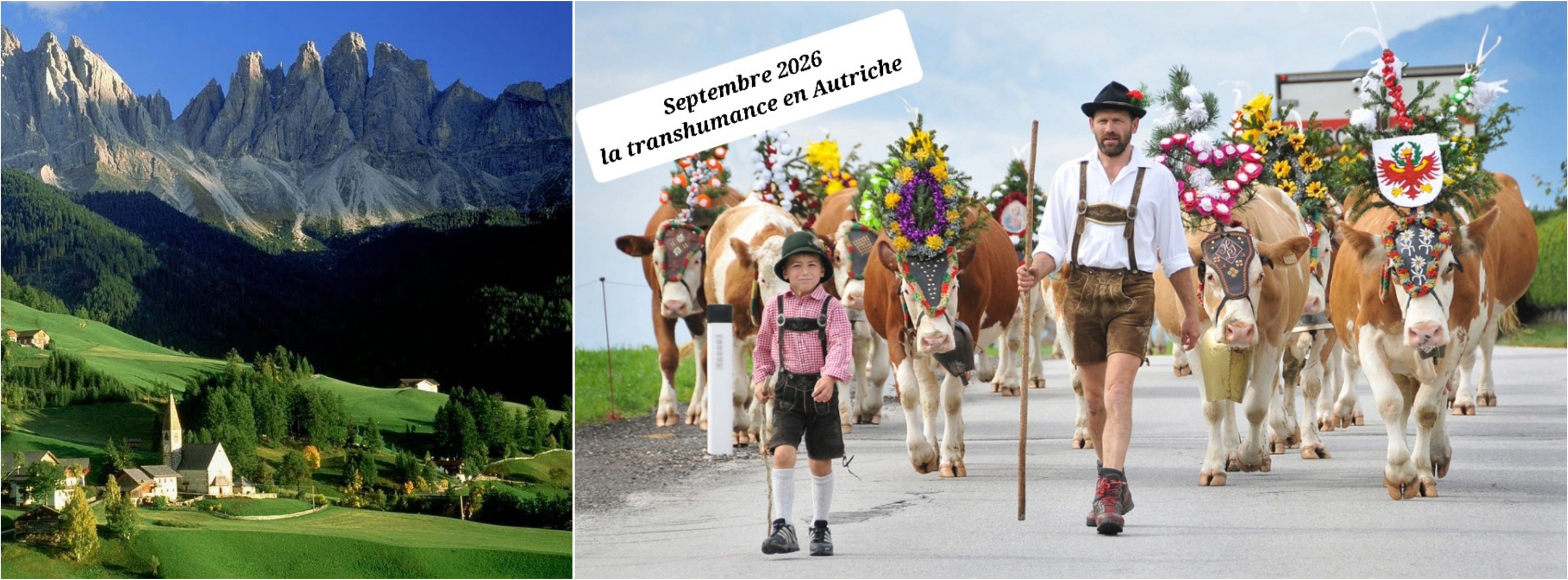 Transhumance en Autriche